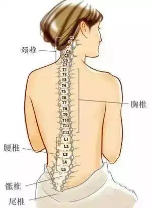人體脊柱示意圖